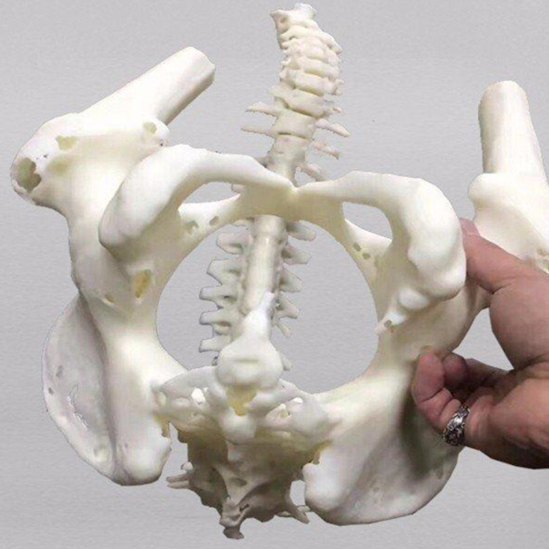 醫用器材人體骨骼展示模型